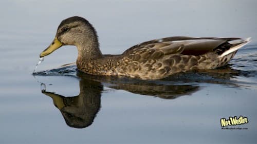Reflection - NorWester Lodge - Wildlife on Gunflint Trail
