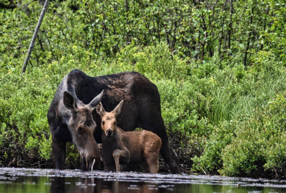 Moose with her calf