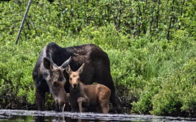 Moose with her calf