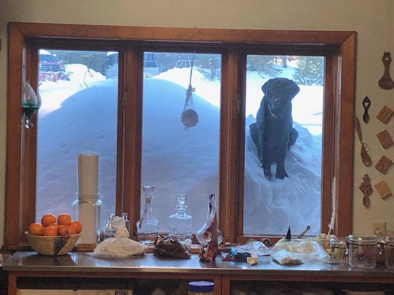 Dog Looking in from Snow Pile